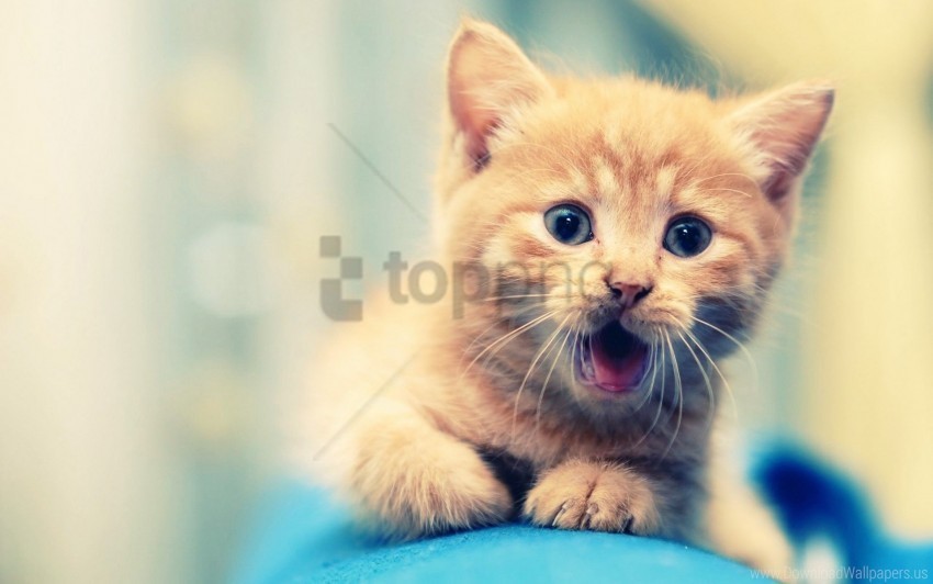 beautiful face kid kitten open mouth wallpaper Isolated Element in HighQuality PNG