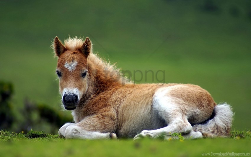 beautiful grass horse lie pony wallpaper PNG images with no royalties