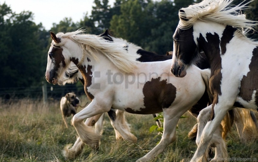 beautiful herd horse running spotted wallpaper PNG transparent elements complete package