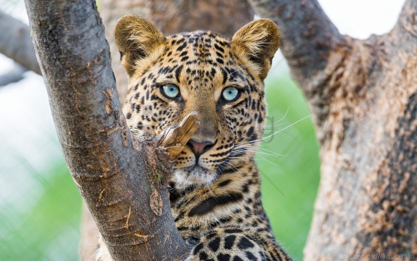 beautiful leopard wallpaper PNG images with transparent canvas compilation