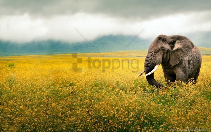 beautiful scenery elephant field grass sky walk wallpaper Isolated Element on Transparent PNG