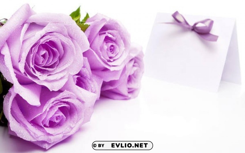 beautiful soft purple roses on whitewallpaper Isolated Design Element in HighQuality PNG