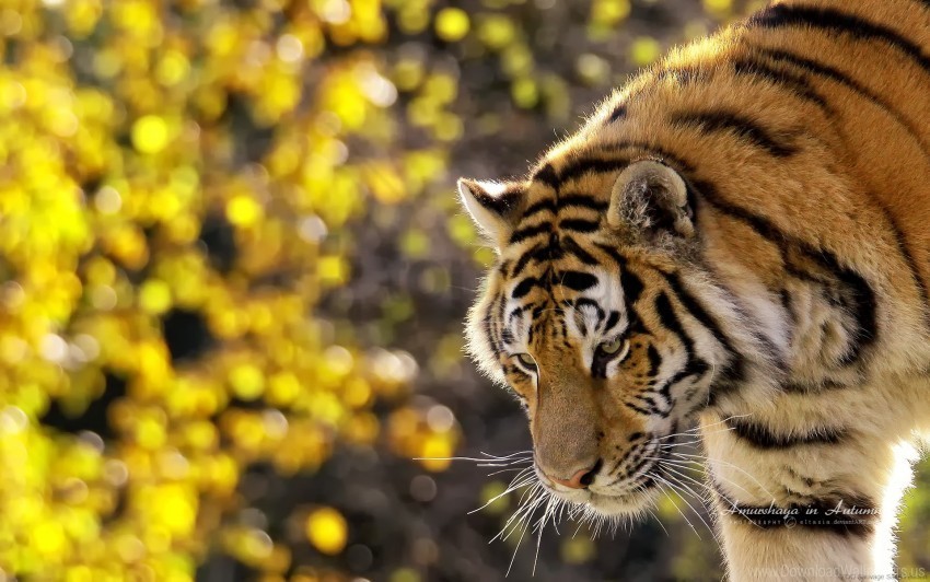 beautiful tiger wallpaper Transparent PNG images bulk package