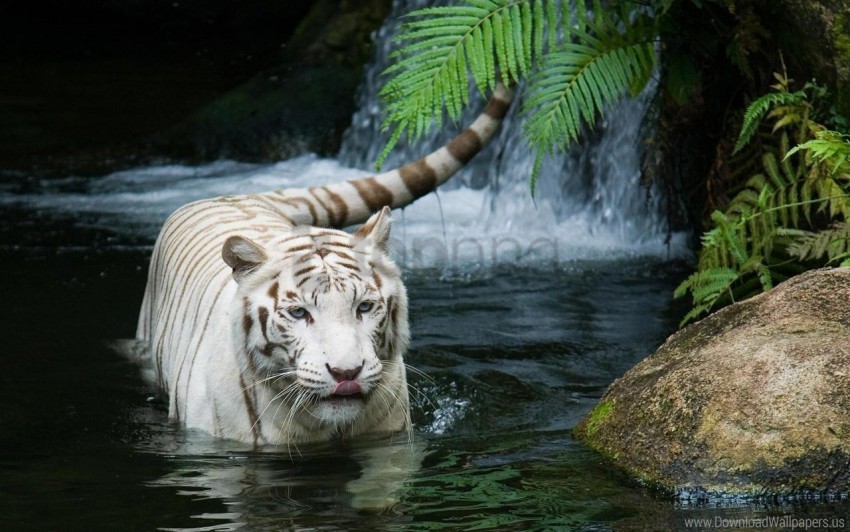 beautiful tiger white wallpaper Free download PNG images with alpha channel