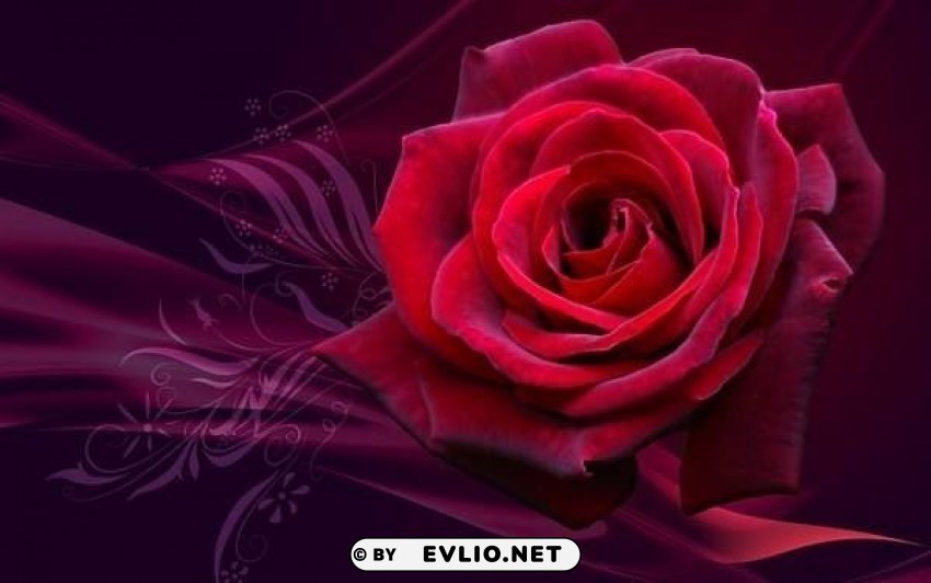 beautiful wallpaper with red rose Isolated Design Element on Transparent PNG