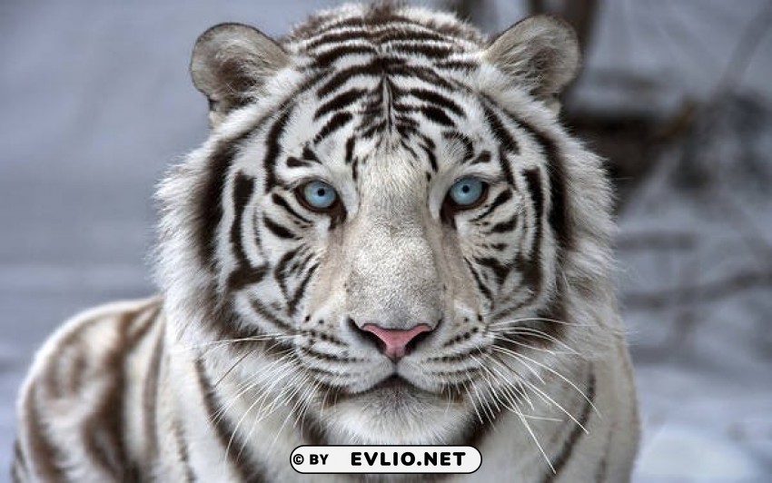 beautiful white tiger wallpaper Transparent background PNG images complete pack