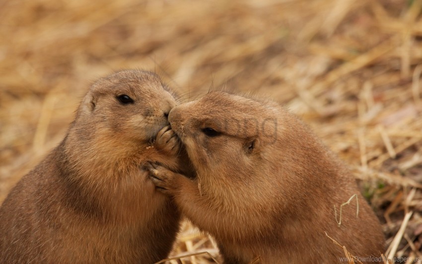 beavers caring couple kiss wallpaper PNG images with transparent canvas comprehensive compilation