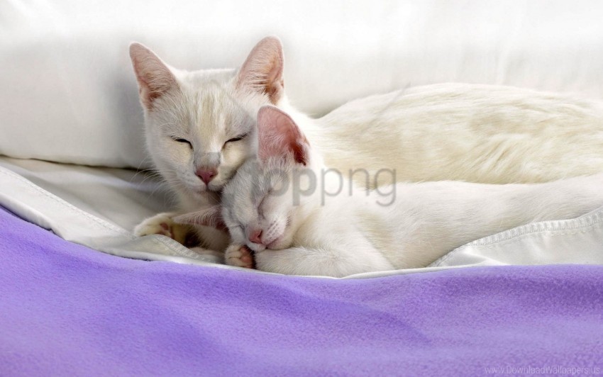 bed care cat kitten lie material wallpaper PNG files with no royalties