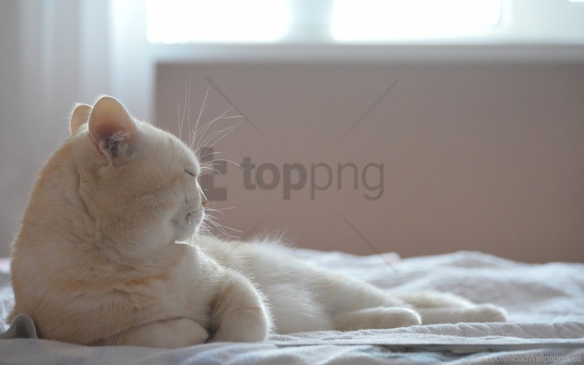 bed cat lying sleeping wallpaper Transparent PNG Isolated Graphic Design