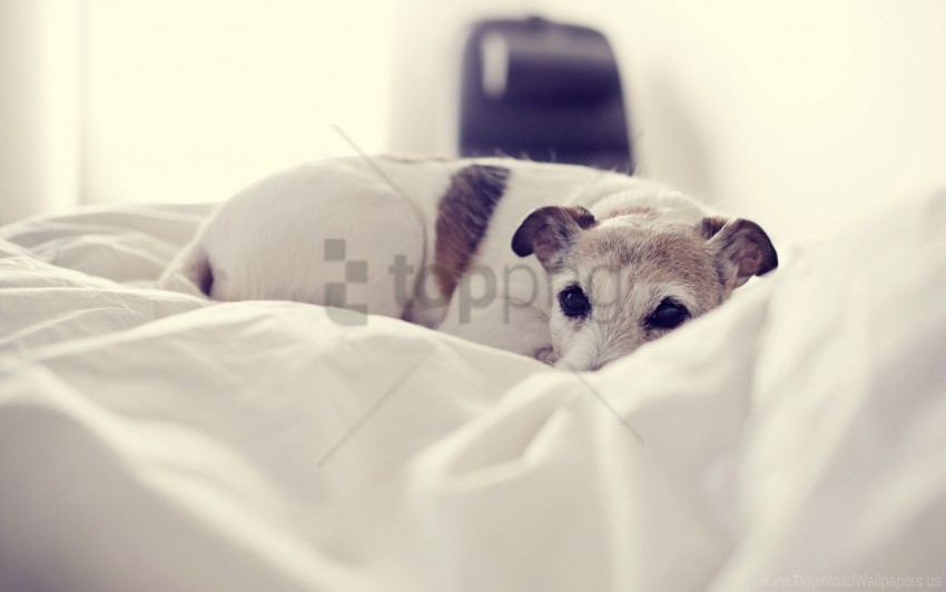 bed cold dog lying wallpaper PNG files with no royalties
