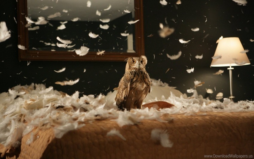 bedding bird feathers owl predator wallpaper Clean Background Isolated PNG Graphic