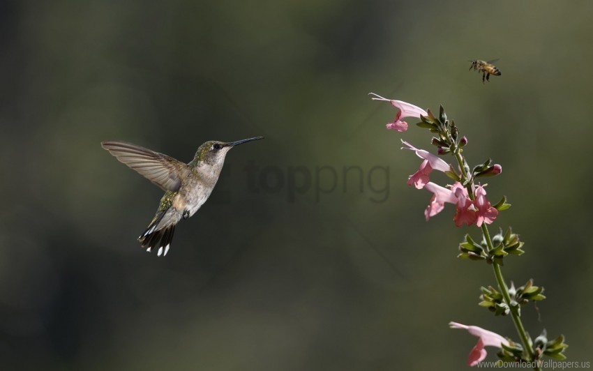 Bee Bird Flower Green Hummingbird Insect Pink Wallpaper Isolated Item In Transparent PNG Format