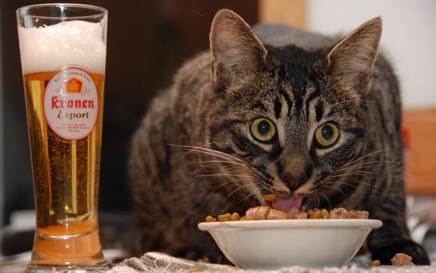 beer cat face food surprisingly wallpaper PNG transparent elements package