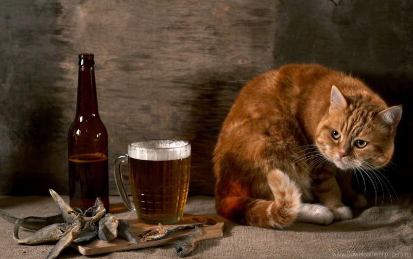 beer cat glass observation still life wallpaper PNG with no background diverse variety
