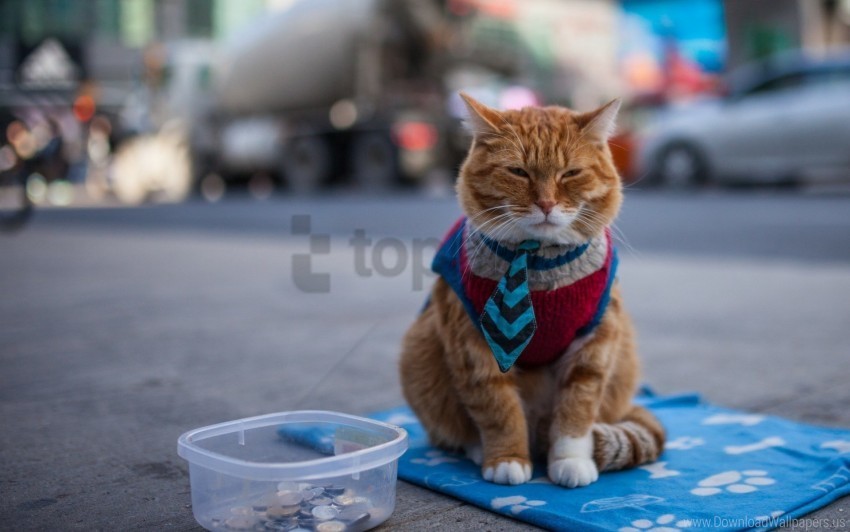 beggar cat clothing redhead wallpaper High Resolution PNG Isolated Illustration