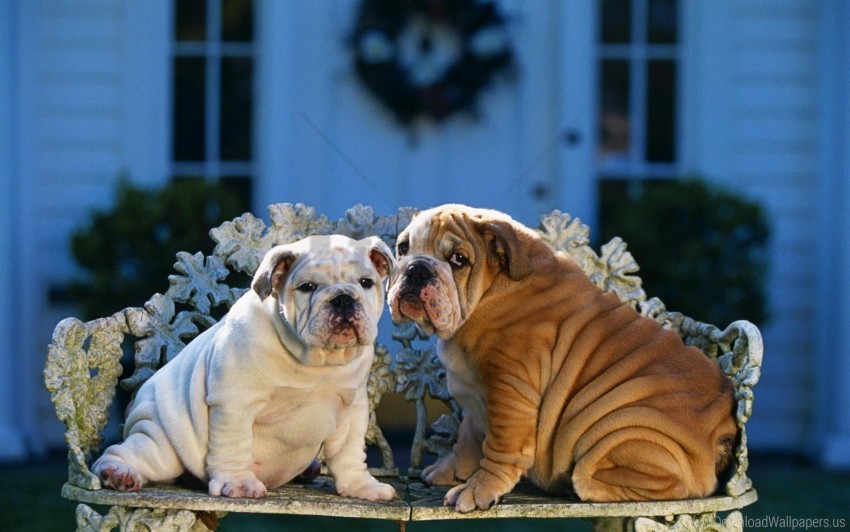 bench bulldogs couple design sitting wallpaper ClearCut Background PNG Isolated Element