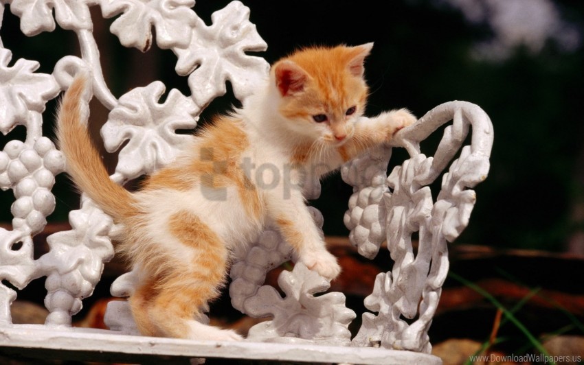 bench cat kitten wallpaper PNG clipart with transparency