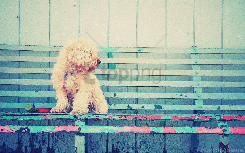 bench curls dog sit wallpaper PNG files with transparency