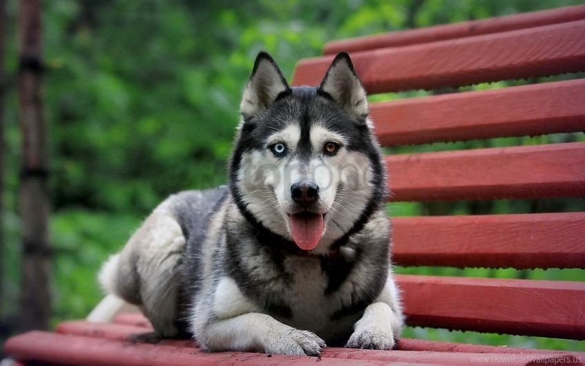bench dog husky rest waiting wallpaper PNG files with transparent canvas extensive assortment