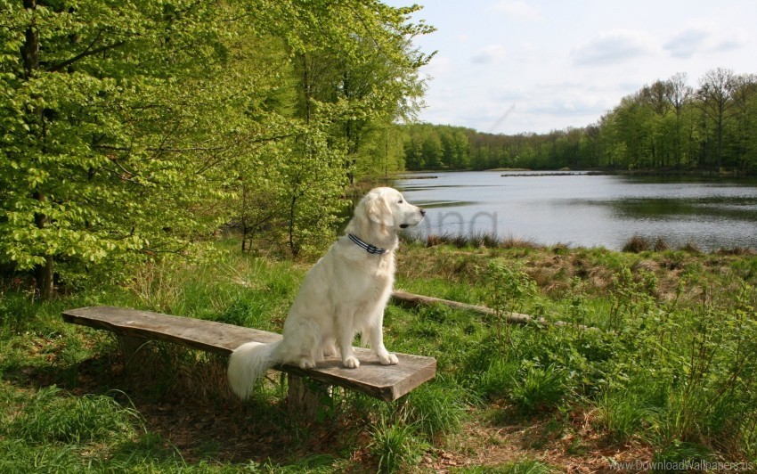 bench dog sit summer waiting wallpaper Isolated Item on HighResolution Transparent PNG