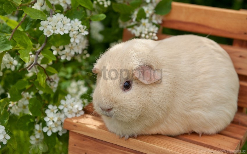 bench flowers guinea pig sit wallpaper PNG images with no background comprehensive set