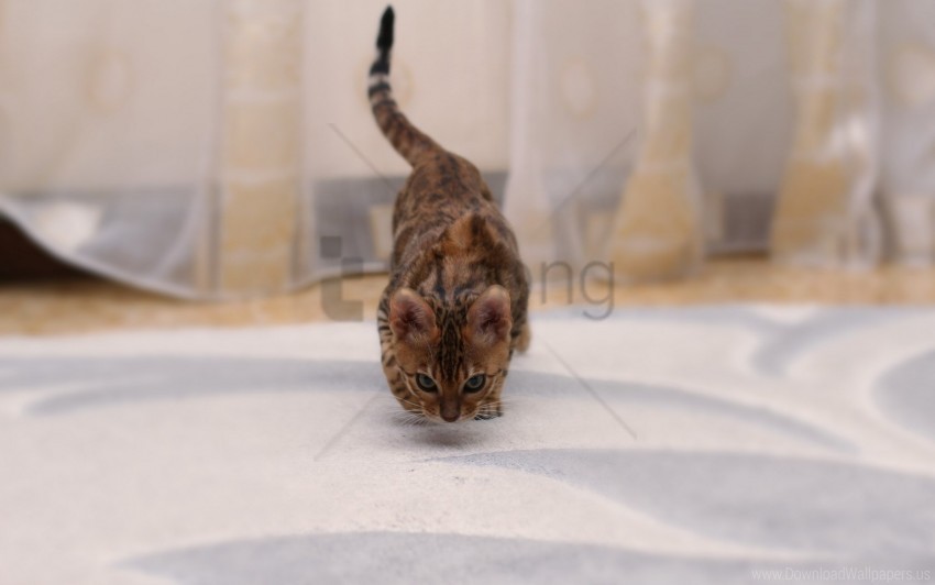 Bengal Cat Cat Spotted Wallpaper PNG Images For Editing