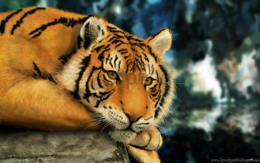 bengal tiger looks wallpaper PNG graphics with clear alpha channel broad selection