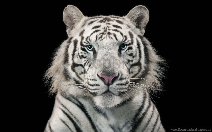 bengal tiger white wallpaper PNG images with transparent canvas comprehensive compilation