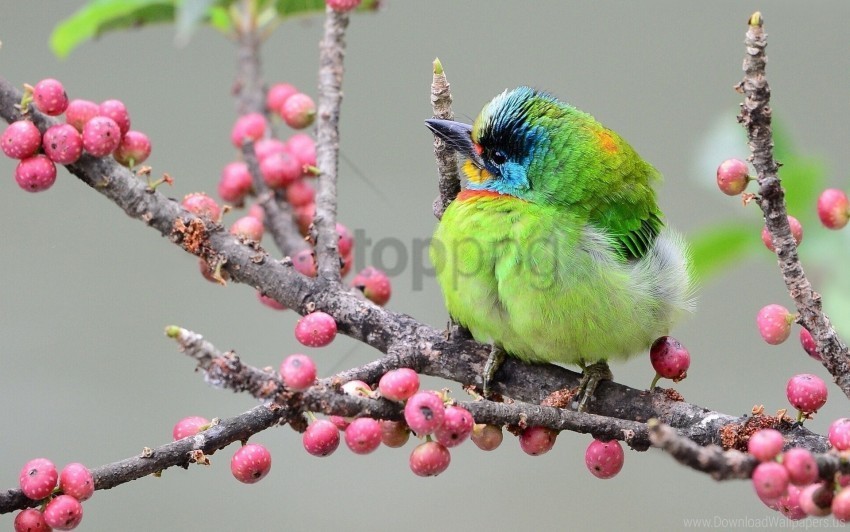 berries bird branch colorful wallpaper Transparent PNG Isolation of Item