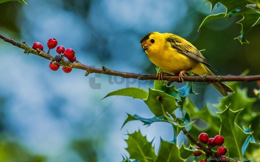 Berries Bird Branch Wallpaper PNG Transparent Design Diverse Assortment