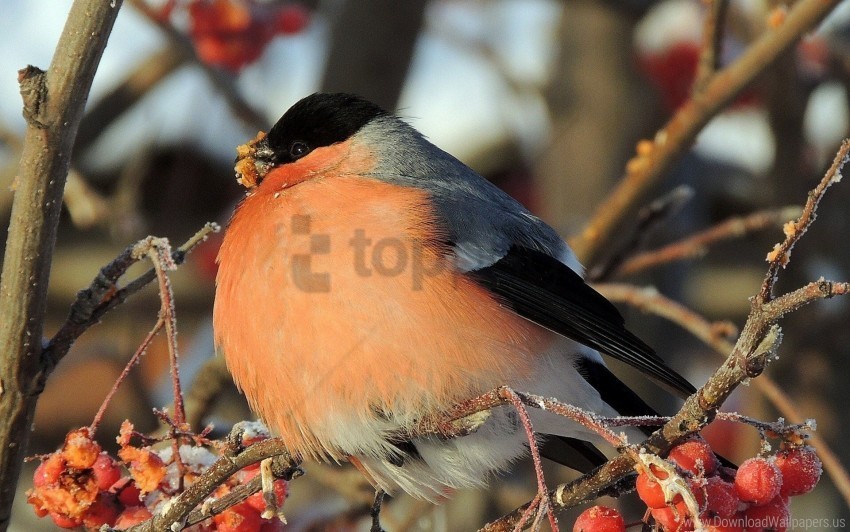 berries birds branches thick wallpaper High-resolution PNG