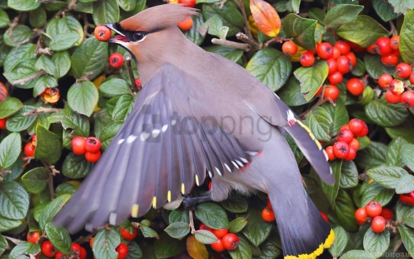berries bush feathers food leaves poultry waxwing wallpaper Transparent PNG images for design