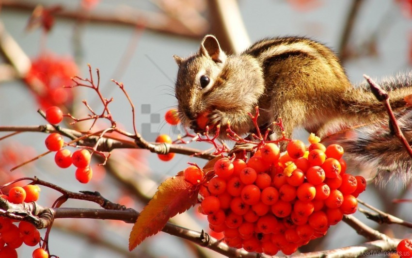 berries chipmunk fruits rowan stocks wallpaper PNG Isolated Object on Clear Background