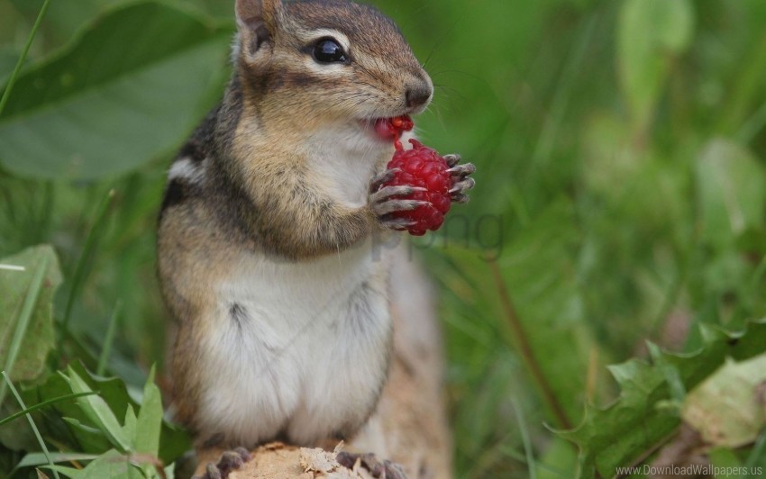 berry chipmunk raspberry wallpaper PNG download free