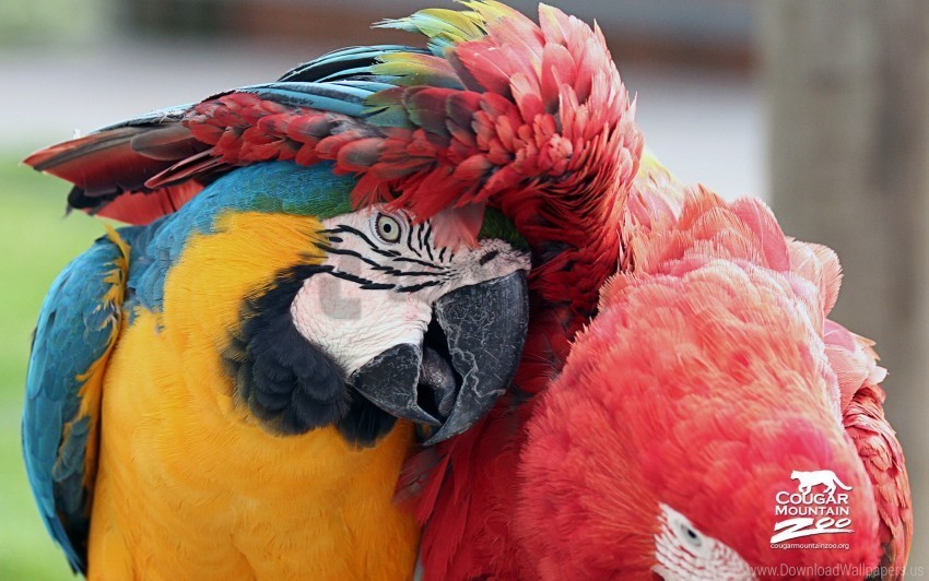 best friends macaws wallpaper PNG with clear transparency