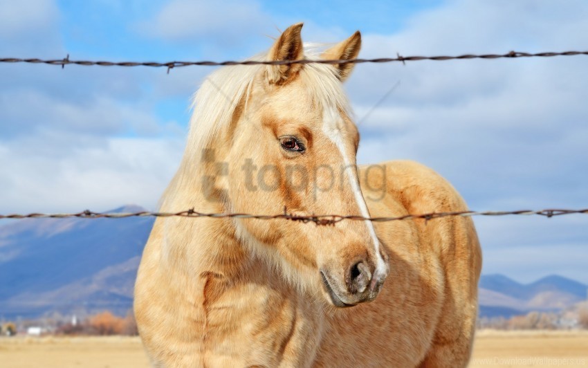 best horse wallpaper PNG transparent graphics comprehensive assortment