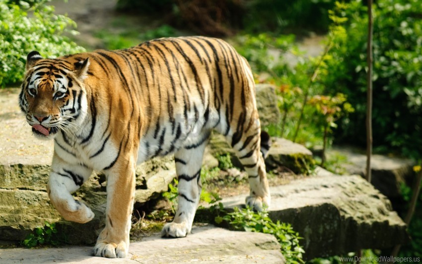 best tiger wallpaper Transparent PNG Graphic with Isolated Object