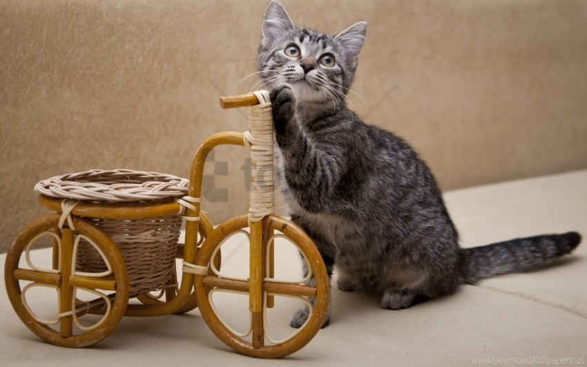 bicycle curiosity kitten shopping toy wallpaper Free PNG images with transparent layers diverse compilation