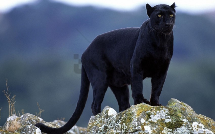big cat black moss panther stones wallpaper Clear Background PNG Isolated Design Element