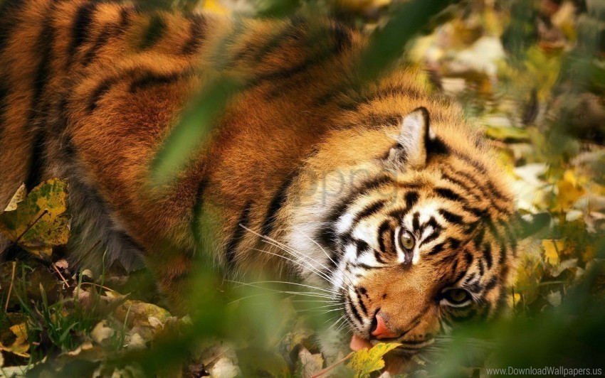 big cat blur grass leaves muzzle predator tiger wallpaper High-resolution PNG images with transparent background