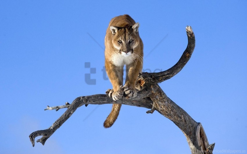 big cat branch predators puma sky wallpaper Isolated Character on HighResolution PNG