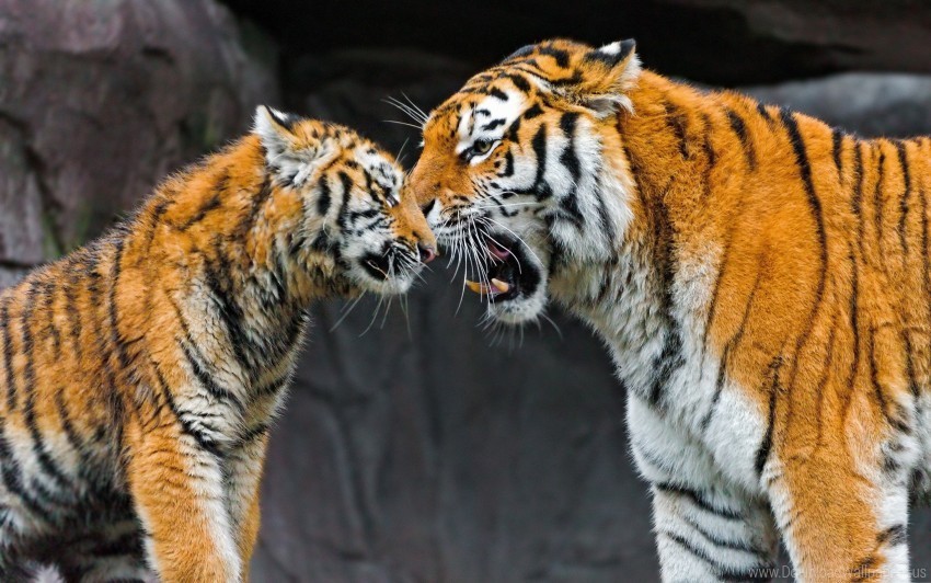 big cat caring couple cub tiger wallpaper PNG with Transparency and Isolation