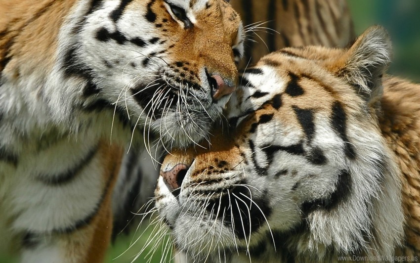 big cat caring couple love tigers wallpaper Transparent Background Isolated PNG Illustration