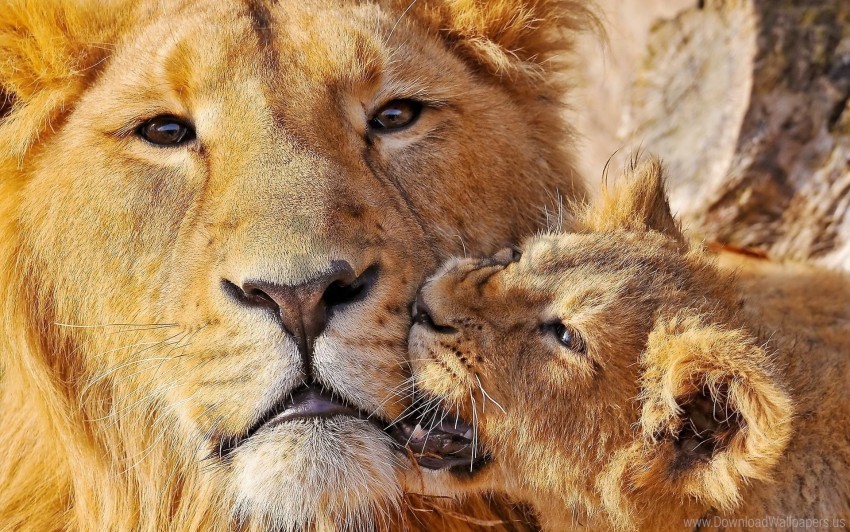 big cat caring lion lioness muzzle wallpaper Free PNG download