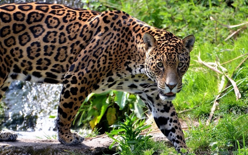 big cat carnivore climb grass jaguar wallpaper Transparent PNG artworks for creativity