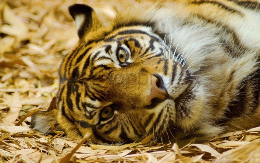 big cat carnivore face grass lie tiger wallpaper PNG with alpha channel
