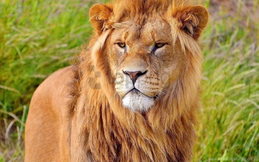 big cat carnivore face lion mane wallpaper PNG Image with Transparent Isolated Design