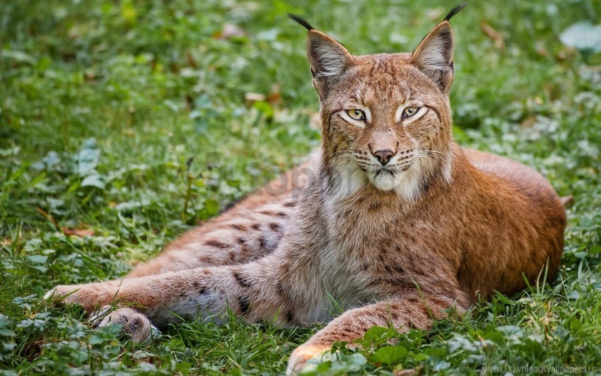 big cat carnivore grass lie lynx wallpaper ClearCut Background PNG Isolated Element