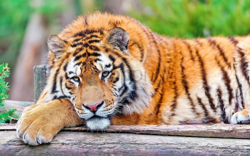 big cat carnivore grass lie tiger wallpaper PNG with no background free download