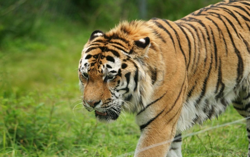big cat carnivore grass sadness tiger wallpaper Transparent PNG images for digital art